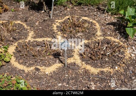 Hampshire, England, Großbritannien. 2020. Schnecke Präventionsmaßnahmen, ein kreisförmiges Band aus Mulch und Grit um Lupinus Persian Slipper Pflanzen in einem Landgarten. Stockfoto