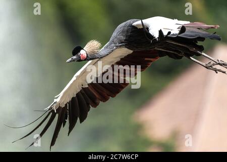 Schwarzer Kranich (Balearica pavonina) im Flug Stockfoto