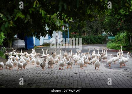 Guwahati, Assam, Indien. Juli 2020. Gaggle von Gänsen zu Fuß auf einer Straße, während des Wochenendes COVID-19 Lockdown, Guwahati. Kredit: David Talukdar/ZUMA Wire/Alamy Live Nachrichten Stockfoto