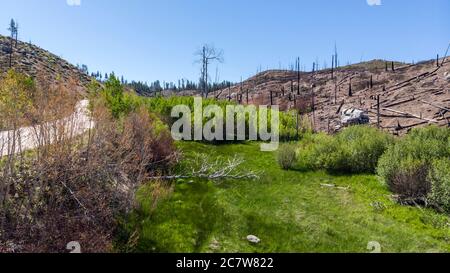 Drohne Foto über Wiederherstellung Waldgebiet grüne Wiese Bäume und Sträucher durch Waldbrand verbrannt Stockfoto