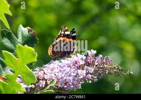 Admiral, Admiral, Vulcain, Vanessa atalanta, atalantalepke, admirálislepke, Budapest, Ungarn, Magyarország, Europa Stockfoto