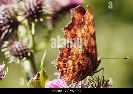 Nahaufnahme eines Komma-Schmetterlings (Polygonia c-Album) auf einer rosa blühenden Blume Stockfoto