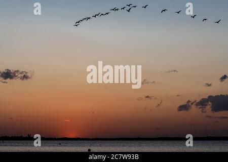 Sonnenuntergang am Steinhuder Meer mit Flying Greylag Geese (Ansa ansa), Deutschland Stockfoto