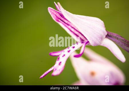 orchis militaris, die Helmorchidee (Orchis militaris) Ist eine Pflanzenart aus der Gattung der Orchideen (Orchis) In der Orchideenfamilie Stockfoto