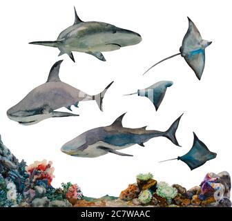 Große Reihe von Haien und Stachelrochen Fische mit Meeresboden. Original Aquarell Unterwassersammlung von marinen gefährlichen Tieren Stockfoto