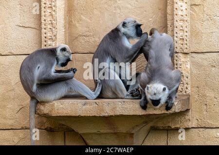 Grau oder Hanuman Langurs (Semnopithecus entellus) Stockfoto
