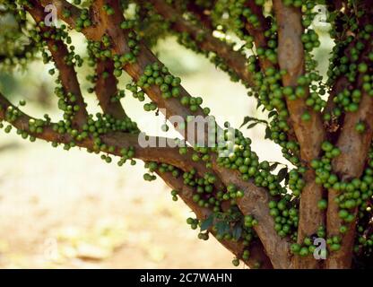 Ein Jabuticaba Obstbaum, der die Früchte zeigt, die auf dem Stamm wachsen Stockfoto