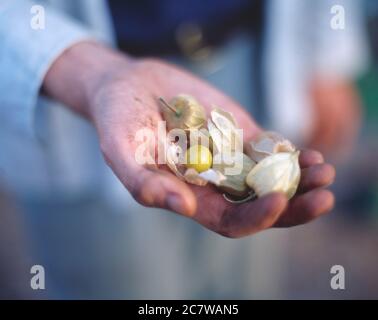 Ein Gärtner Hand hält Cape Stachelbeeren, eine Frucht der Pflanzenfamilie Solanaceae Stockfoto