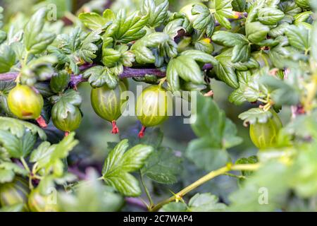 Nahaufnahme von reifen grünen Stachelbeeren auf dem Busch. Obstgarten Hintergrund, Konzept, Makro Stockfoto