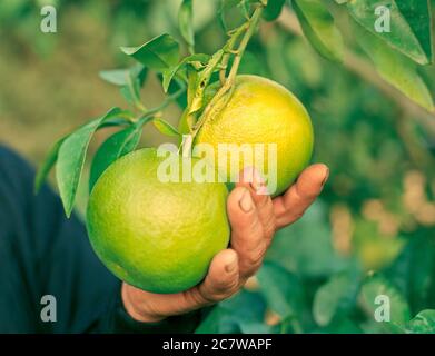 Grapefruit, die an einem Baum hängen, wird in einer Pflückerhand gehangen Stockfoto