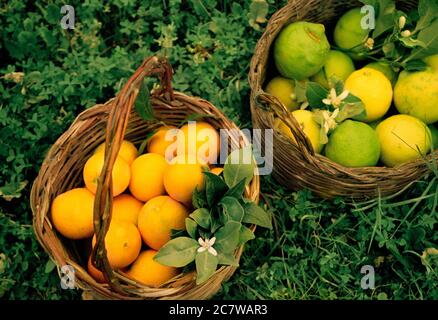 Körbe mit frisch gepflückten Orangen und Zitronen Stockfoto