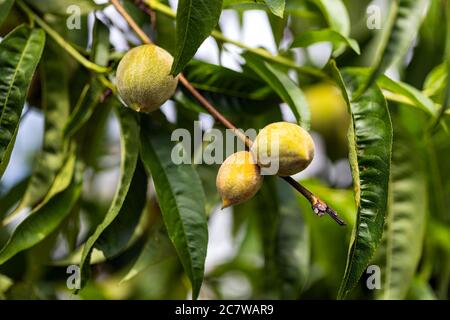 Sonnenbeschienenen unreifen Pfirsiche auf dem Baum an sonnigen Sommertag. Makro, Nahaufnahme. Hintergrund, Poster Stockfoto