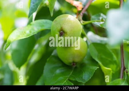Unreife grüne kleine Äpfel wachsen auf dem Baum an sonnigen Sommertagen. Obst Tapete, Poster, Hintergrund. Nahaufnahme, Makro Stockfoto