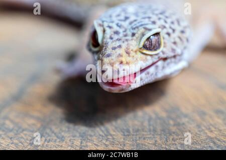 Leopardengecko oder Eublepharis mit Zunge auf Holzfläche. Nahaufnahme, Makro. Reptil Tapete, Poster, Hintergrund Stockfoto