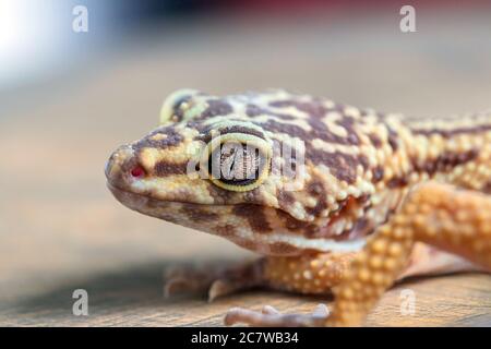 Makro von Leopardengecko oder Eublepharis Kopf auf Holzfläche. Nahaufnahme. Reptil Tapete, Poster, Hintergrund Stockfoto