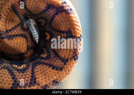 Python gerollte sich in einem Ball auf unscharfem Hintergrund. Schlangenstruktur, Hintergrund, Makro Stockfoto