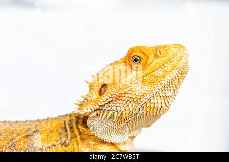 Bärtiger Drachenkopf isoliert auf weißem Hintergrund. Pogona vitticeps. Reptil Hintergrund, Tapete, Poster. Nahaufnahme Stockfoto