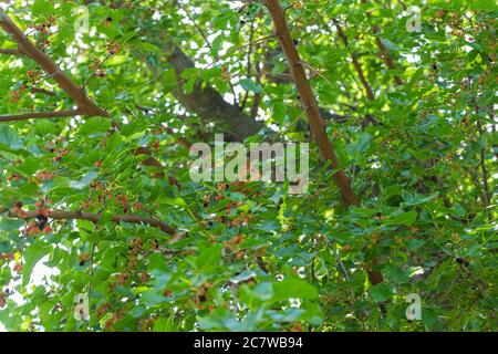 Kleines Ingwerhörnchen, das zwischen grünem Laub in einem Baum sitzt und Maulbeeren isst. Maulbeerbaum. Hintergrund, Poster, Tapete Stockfoto