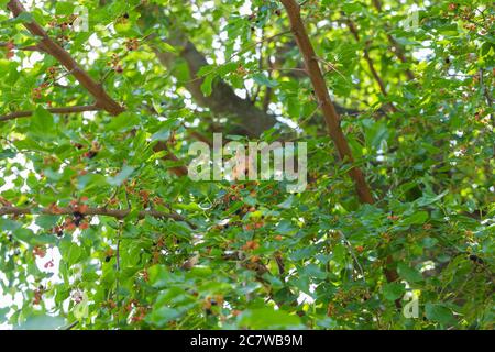 Rotes Eichhörnchen sitzt in einem Baum zwischen grünem Laub, isst Maulbeeren und schaut in die Kamera. Maulbeerbaum. Hintergrund, Poster, Tapete Stockfoto