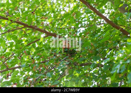 Ingwer-Eichhörnchen sitzt in einem Baum zwischen grünen Laub, Blick auf Kamera und essen Maulbeeren. Maulbeerbaum. Hintergrund, Poster, Tapete Stockfoto