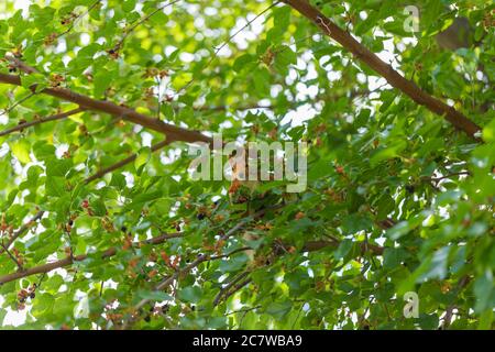 Rotes Eichhörnchen sitzt in einem Baum zwischen grünem Laub und schaut auf die Kamera. Maulbeerbaum. Hintergrund, Poster, Tapete Stockfoto