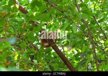 Ingwer-Eichhörnchen sitzt in einem Baum zwischen grünen Blättern und neugierig Blick auf die Kamera. Maulbeerbaum. Hintergrund, Poster, Tapete Stockfoto