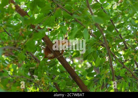 Rotes Eichhörnchen sitzt in einem Baum zwischen grünem Laub. Maulbeerbaum. Hintergrund, Poster, Tapete Stockfoto