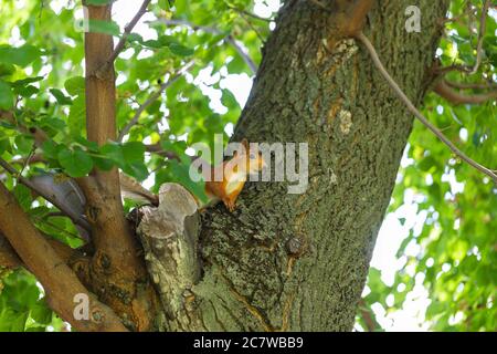 Ingwer-Eichhörnchen sitzt in einem Baum zwischen grünen Blättern und Blick in die Ferne. Maulbeerbaum. Nahaufnahme. Hintergrund, Poster, Tapete Stockfoto