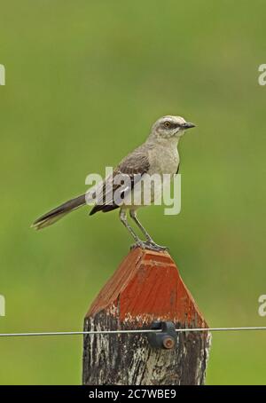 Tropische Spottdrossel (Mimus gilvus tolimensis) Erwachsene auf die zaunpfosten Loma Linda, Kolumbien November gehockt Stockfoto