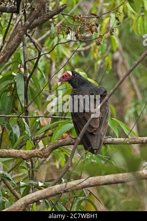 Truthahngeier (Cathartes Aura) Erwachsenen auf dem Zweig Sabonita, Inirida, Kolumbien November gehockt Stockfoto
