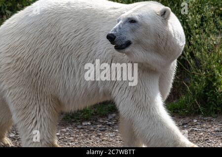 Eisbär (Ursus maritimus) Stockfoto