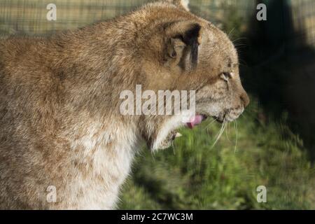 Nahaufnahme eines Löwen, der hinter einem verschwommenen Hintergrund gähnt Stockfoto