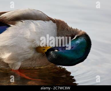 Entenputzer in Brunnsviken, Stockholm, Schweden Stockfoto