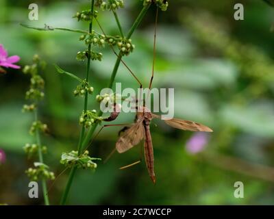 Tipula paludosa, Cranefly, Cornwall, Großbritannien Stockfoto