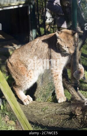 Vertikale Aufnahme eines Florida Panthers neben einer Stange Stockfoto