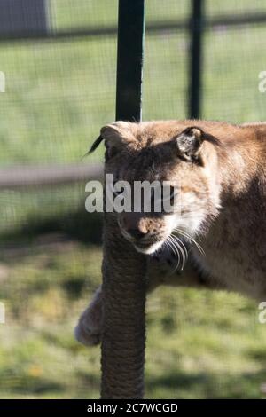 Vertikale Aufnahme eines Florida Panthers neben einer Stange Stockfoto