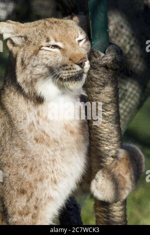 Vertikale Aufnahme eines Florida Panthers neben einer Stange Stockfoto