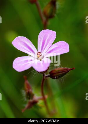 Geranium robertianum, Kräuter-Robert Wildflower, Dartmoor, Devon, UK Juli, Stockfoto