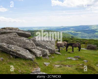 Dartmoor Ponys auf Welstor Common neben Buckland Beacon, Dartmoor, Devon, UK Stockfoto