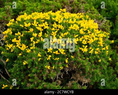 Gorse in Blüte auf Dartmoor, Devon, Großbritannien Stockfoto