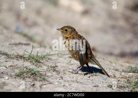 Jungtier Robin-Erithacus rubecula. Feder Stockfoto