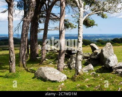 Ein kleiner Baumhaufen auf Buckland Common, Dartmoor mit Blick auf Torquay, Dartmoor, Devon, UK Stockfoto