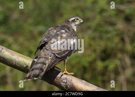 Eurasisches Sparrowhawk (Accipiter nisus nisus) unreifes Weibchen, das auf totem Ast thront und in das Erwachsene Gefieder Eccles-on-Sea, Norfolk, Großbritannien, hineinragt Stockfoto