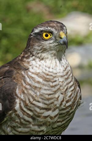 Eurasischer Sparrowhawk (Accipiter nisus nisus) Nahaufnahme eines unreifen Weibchen, das auf einem toten Ast thront und sich in das Erwachsene Gefieder Eccles-on-Sea, Norfolk, hineinstürzt Stockfoto