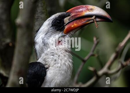 Männlichen Von der Decken-Toko (Tockus Deckeni) Stockfoto