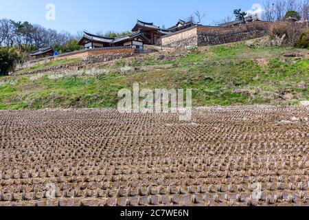 Geerntetes Feld im Yangdong Volksdorf, Gangdong-myeon, Nord-Gyeongsang Provinz, Südkorea Stockfoto