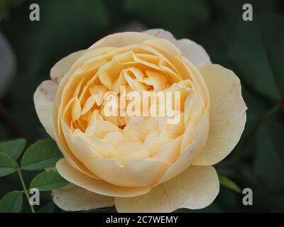 Einzelne hellorange Rose 'Roald Dahl' Stockfoto