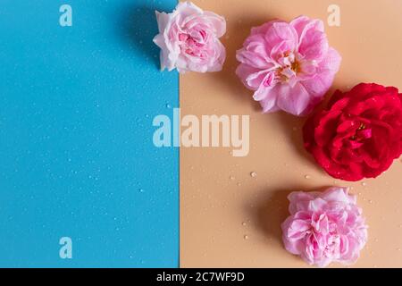Rosa Rosen Knospen auf buntem Hintergrund. Valentinstag Hintergrund.Blumen Muster aus beigen Rosen. Blumen Textur Hintergrund.Hochzeit Einladungskarten Stockfoto