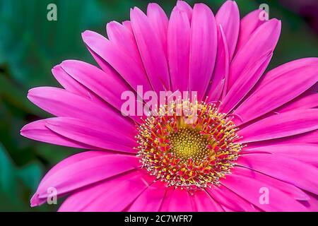 Rosa Gänseblümchen. Extreme Nahaufnahme. Blume in voller Blüte. Isoliert. Bild Auf Lager. Stockfoto