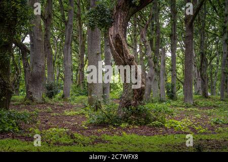 Eine schöne Aussicht auf eine alte Eiche Wald. Bild von Scania in Südschweden. Stockfoto